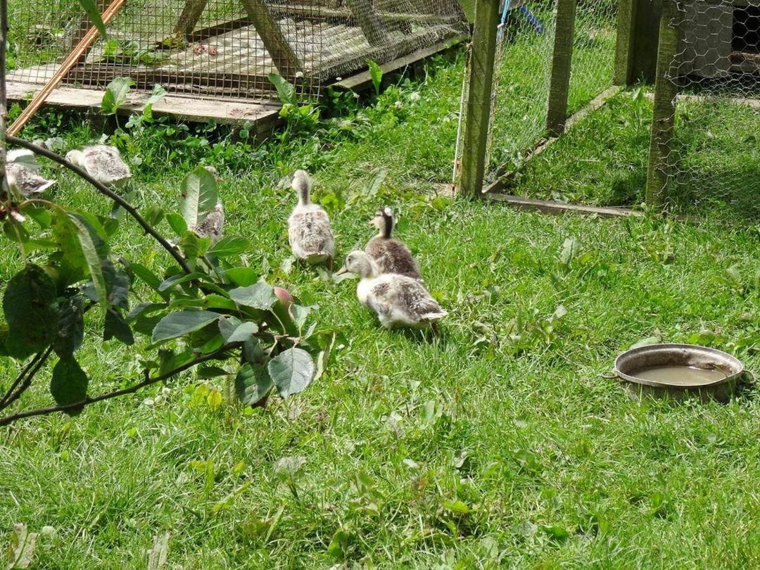 Badger Cottage Mawgan Dış mekan fotoğraf